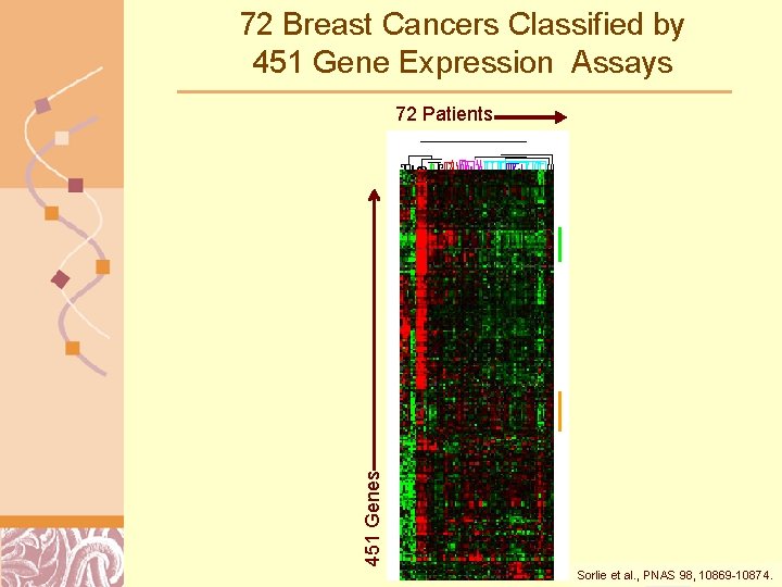 72 Breast Cancers Classified by 451 Gene Expression Assays 451 Genes 72 Patients Sorlie