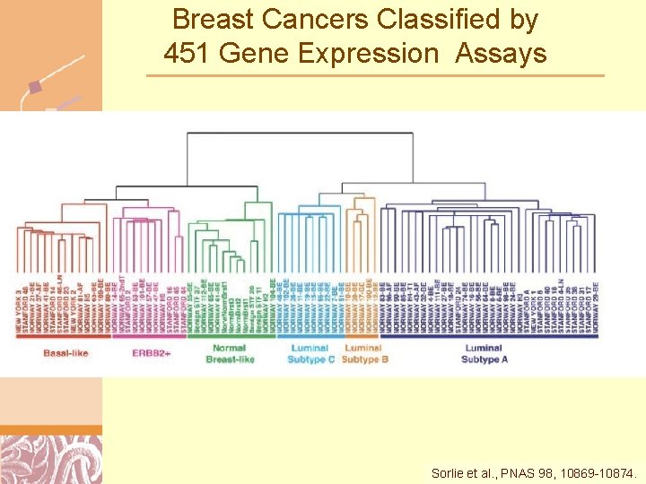 Breast Cancers Classified by 451 Gene Expression Assays Sorlie et al. , PNAS 98,