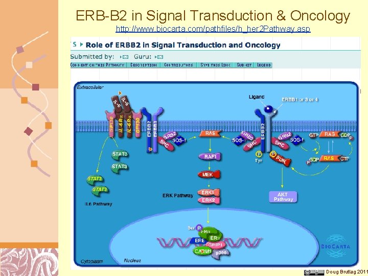 ERB-B 2 in Signal Transduction & Oncology http: //www. biocarta. com/pathfiles/h_her 2 Pathway. asp