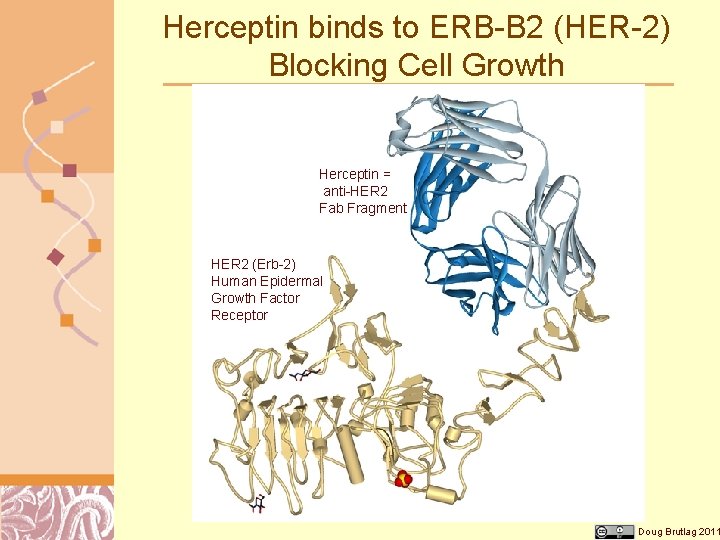 Herceptin binds to ERB-B 2 (HER-2) Blocking Cell Growth Herceptin = anti-HER 2 Fab