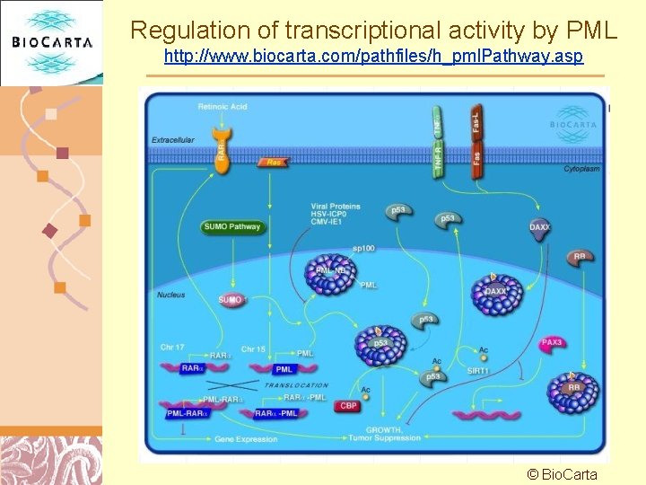 Regulation of transcriptional activity by PML http: //www. biocarta. com/pathfiles/h_pml. Pathway. asp © Bio.