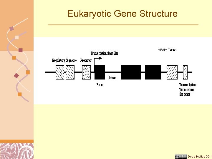 Eukaryotic Gene Structure mi. RNA Target Doug Brutlag 2011 