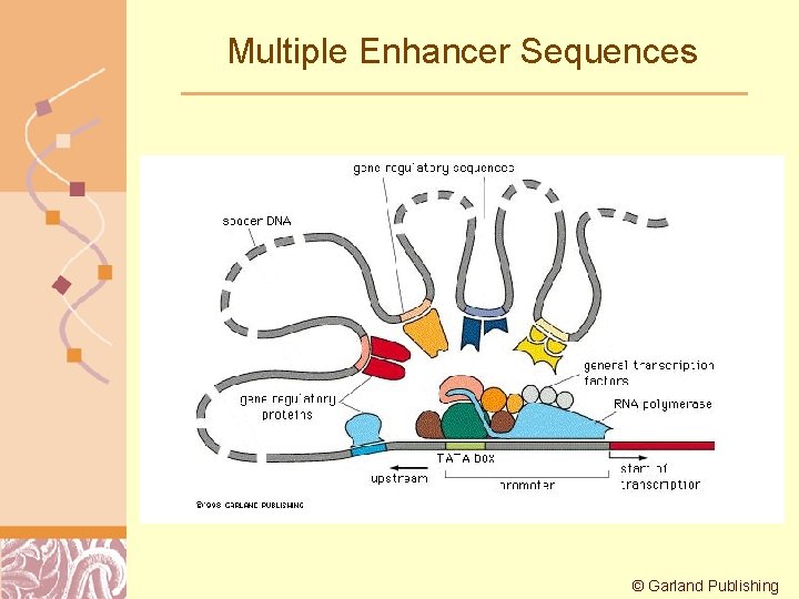 Multiple Enhancer Sequences © Garland Publishing Doug Brutlag 2011 