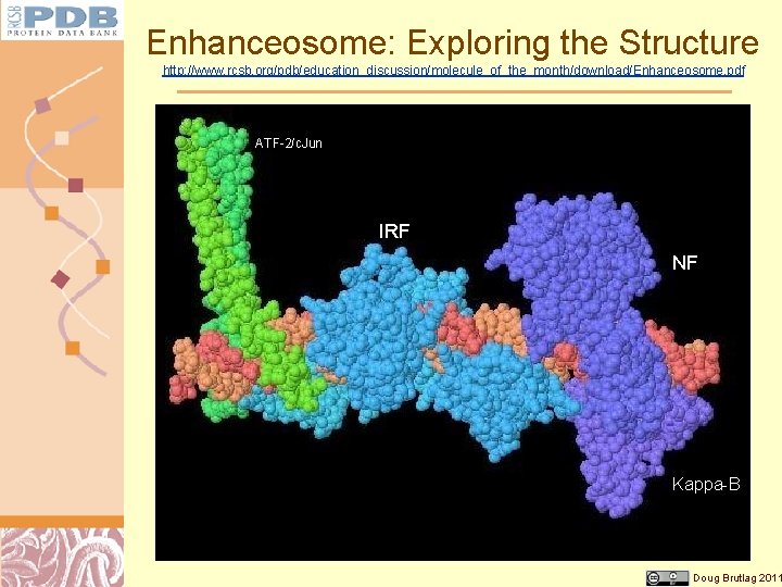 Enhanceosome: Exploring the Structure http: //www. rcsb. org/pdb/education_discussion/molecule_of_the_month/download/Enhanceosome. pdf ATF-2/c. Jun IRF NF Kappa-B