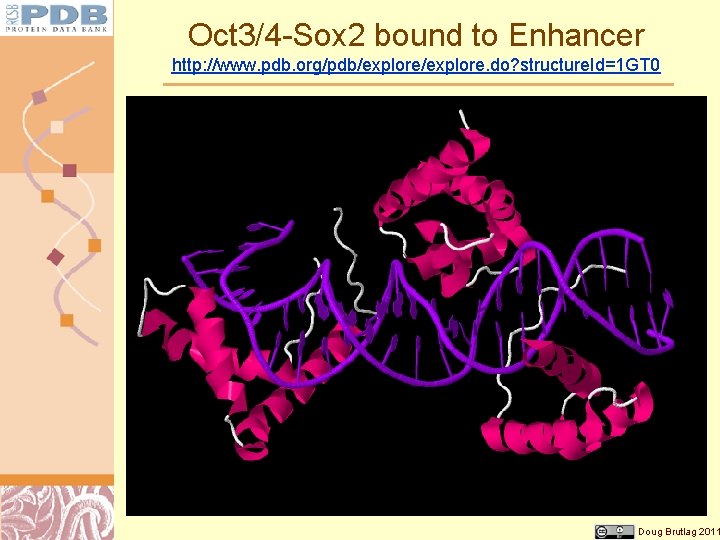 Oct 3/4 -Sox 2 bound to Enhancer http: //www. pdb. org/pdb/explore. do? structure. Id=1