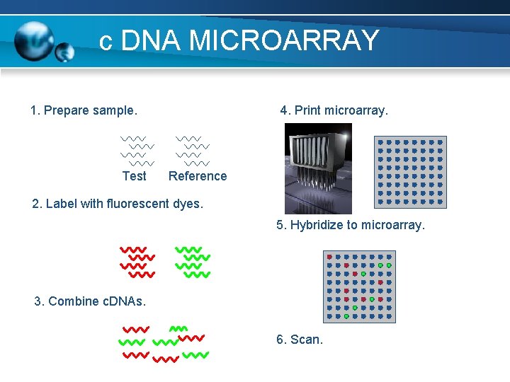 c DNA MICROARRAY 1. Prepare sample. Test 4. Print microarray. Reference 2. Label with