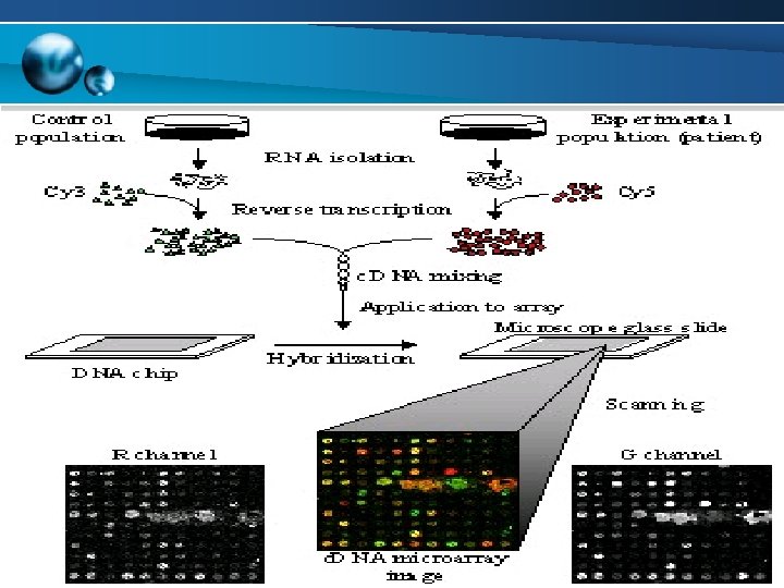 Nelzo Ereful Crop Bioinformatics 