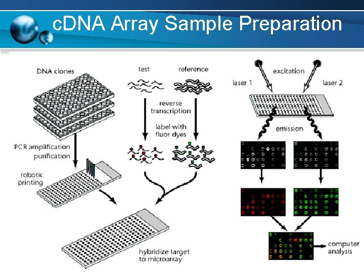 c. DNA Array Sample Preparation 