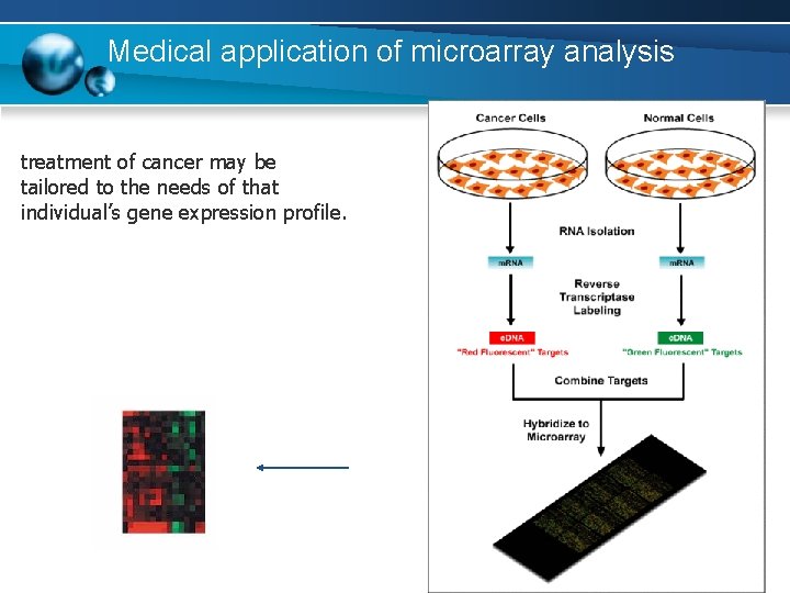 Medical application of microarray analysis treatment of cancer may be tailored to the needs