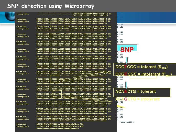 SNP detection using Microarray tolerant ATGTGTGGAGGAGAAGTGATCCCCGCCGACATGCCGGCGGCGCCGTTCACGCCAC 60 tolerant susceptible ATGTGTGGAGGAGAAGTGATCCCCGCCGACATGCCGGCGGCGCCGTTCACGCCAC 60 ---------------ATGCCGGCGGCGCCGTTCACGCCAC 30 susceptible