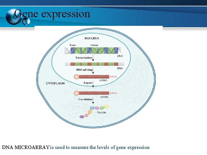 Gene expression DNA MICROARRAY is used to measure the levels of gene expression 