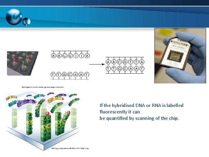 If the hybridised DNA or RNA is labelled fluorescently it can be quantified by