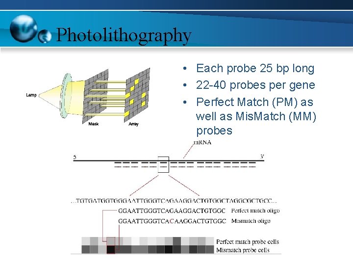 Photolithography • Each probe 25 bp long • 22 -40 probes per gene •