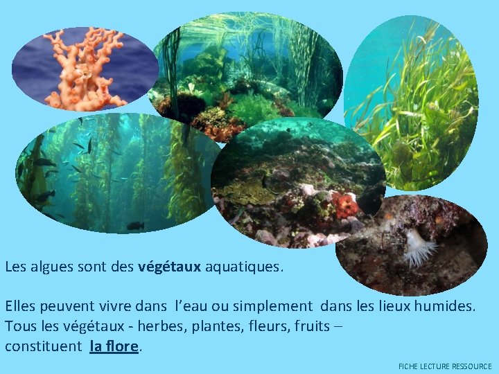 Les algues sont des végétaux aquatiques. Elles peuvent vivre dans l’eau ou simplement dans