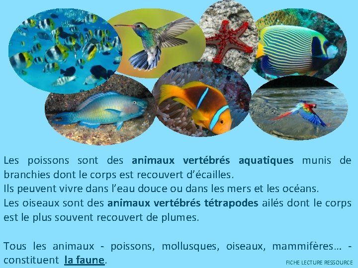 Les poissons sont des animaux vertébrés aquatiques munis de branchies dont le corps est