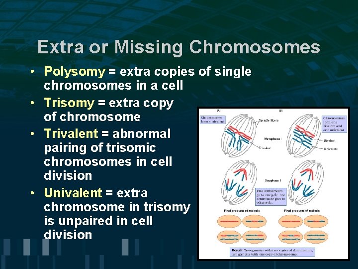 Extra or Missing Chromosomes • Polysomy = extra copies of single chromosomes in a