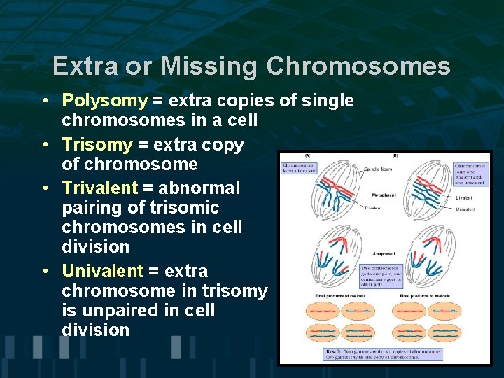 Extra or Missing Chromosomes • Polysomy = extra copies of single chromosomes in a