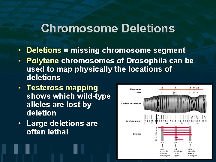 Chromosome Deletions • Deletions = missing chromosome segment • Polytene chromosomes of Drosophila can