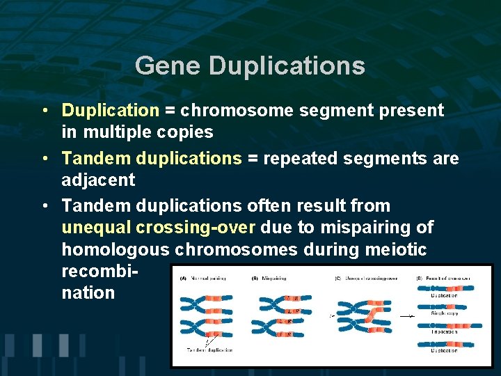 Gene Duplications • Duplication = chromosome segment present in multiple copies • Tandem duplications