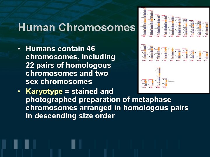 Human Chromosomes • Humans contain 46 chromosomes, including 22 pairs of homologous chromosomes and