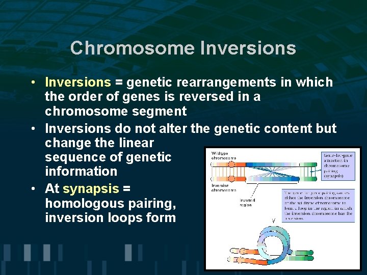 Chromosome Inversions • Inversions = genetic rearrangements in which the order of genes is