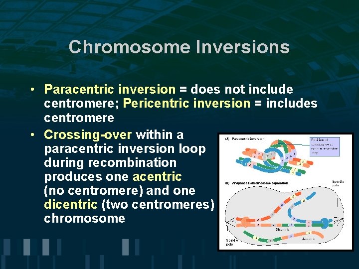 Chromosome Inversions • Paracentric inversion = does not include centromere; Pericentric inversion = includes