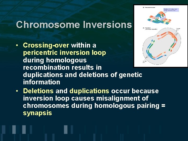 Chromosome Inversions • Crossing-over within a pericentric inversion loop during homologous recombination results in