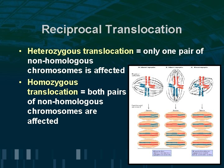 Reciprocal Translocation • Heterozygous translocation = only one pair of non-homologous chromosomes is affected