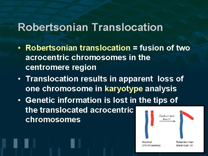 Robertsonian Translocation • Robertsonian translocation = fusion of two acrocentric chromosomes in the centromere