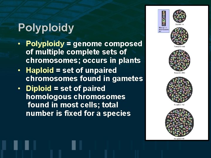 Polyploidy • Polyploidy = genome composed of multiple complete sets of chromosomes; occurs in