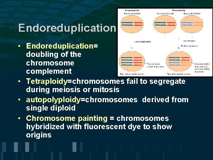 Endoreduplication • Endoreduplication= doubling of the chromosome complement • Tetraploidy=chromosomes fail to segregate during