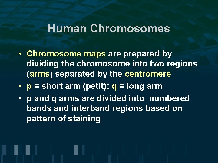 Human Chromosomes • Chromosome maps are prepared by dividing the chromosome into two regions