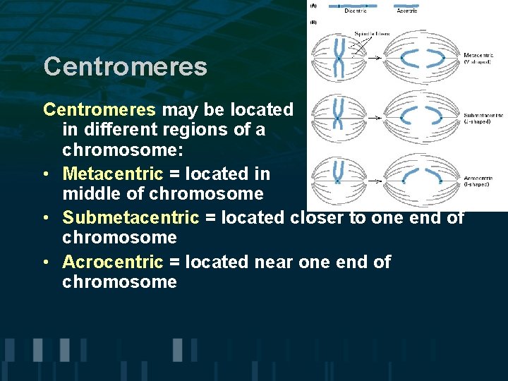 Centromeres may be located in different regions of a chromosome: • Metacentric = located