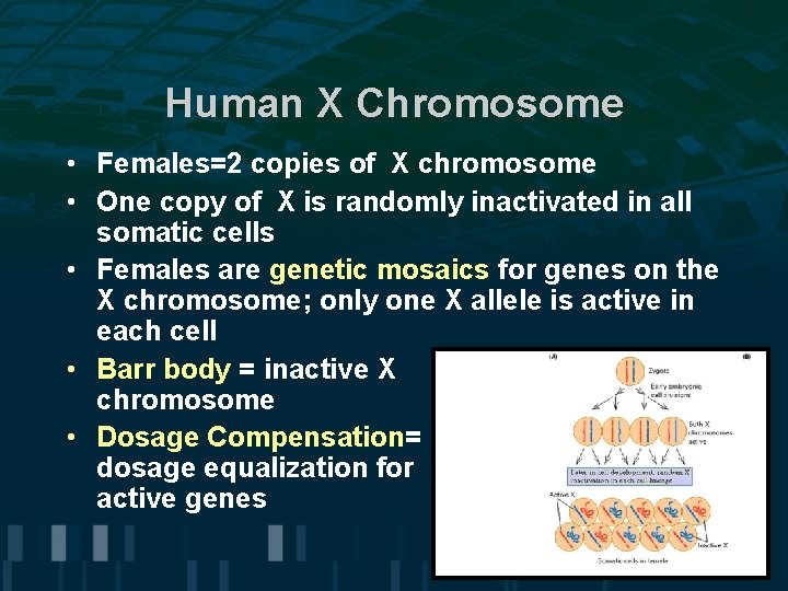 Human X Chromosome • Females=2 copies of X chromosome • One copy of X