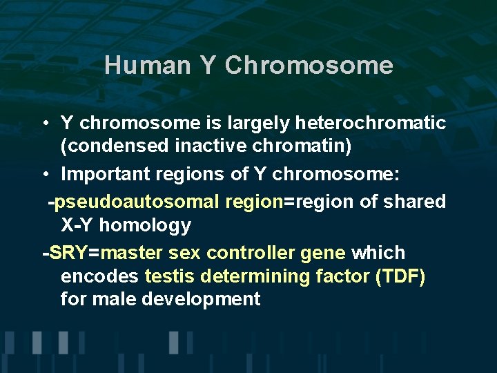 Human Y Chromosome • Y chromosome is largely heterochromatic (condensed inactive chromatin) • Important
