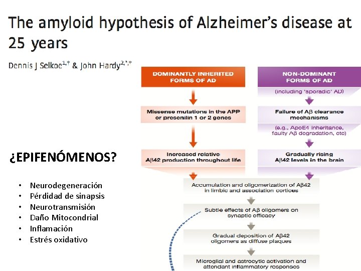 ¿EPIFENÓMENOS? • • • Neurodegeneración Pérdidad de sinapsis Neurotransmisión Daño Mitocondrial Inflamación Estrés oxidativo