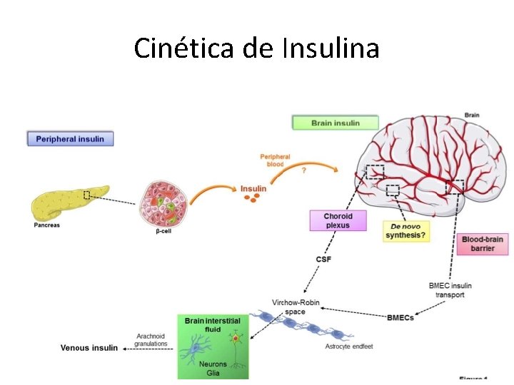 Cinética de Insulina 