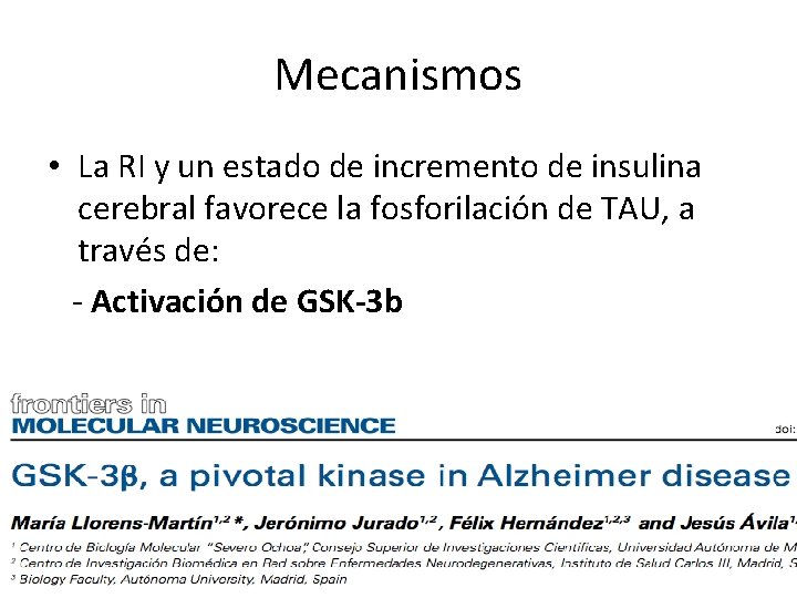 Mecanismos • La RI y un estado de incremento de insulina cerebral favorece la