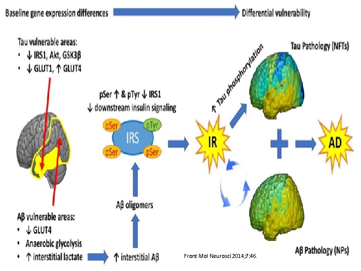 Front Mol Neurosci 2014; 7: 46. 