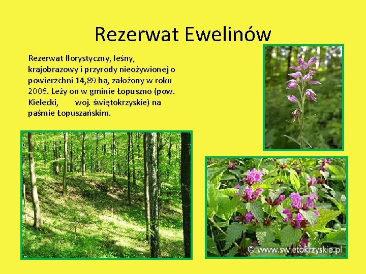 Rezerwat Ewelinów Rezerwat florystyczny, leśny, krajobrazowy i przyrody nieożywionej o powierzchni 14, 89 ha,