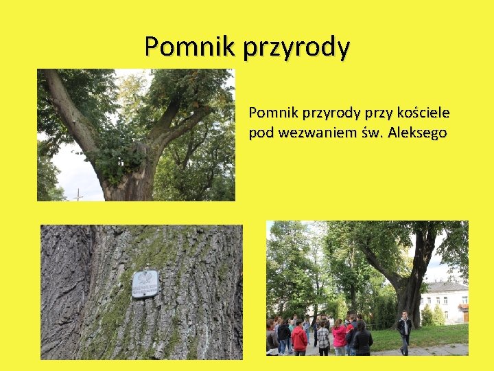 Pomnik przyrody przy kościele pod wezwaniem św. Aleksego 