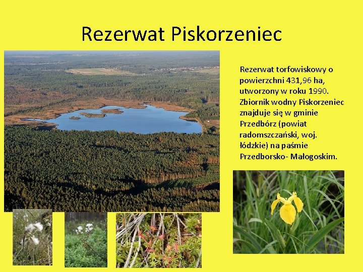 Rezerwat Piskorzeniec Rezerwat torfowiskowy o powierzchni 431, 96 ha, utworzony w roku 1990. Zbiornik