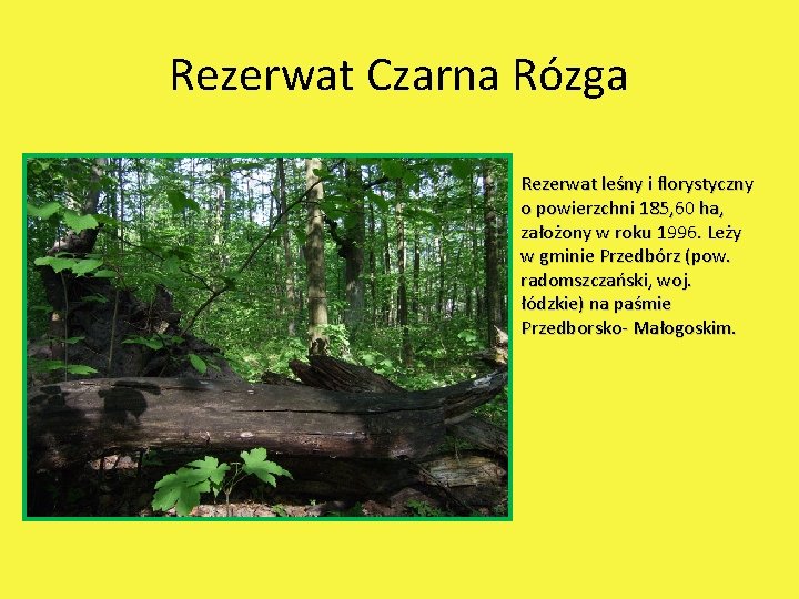 Rezerwat Czarna Rózga Rezerwat leśny i florystyczny o powierzchni 185, 60 ha, założony w