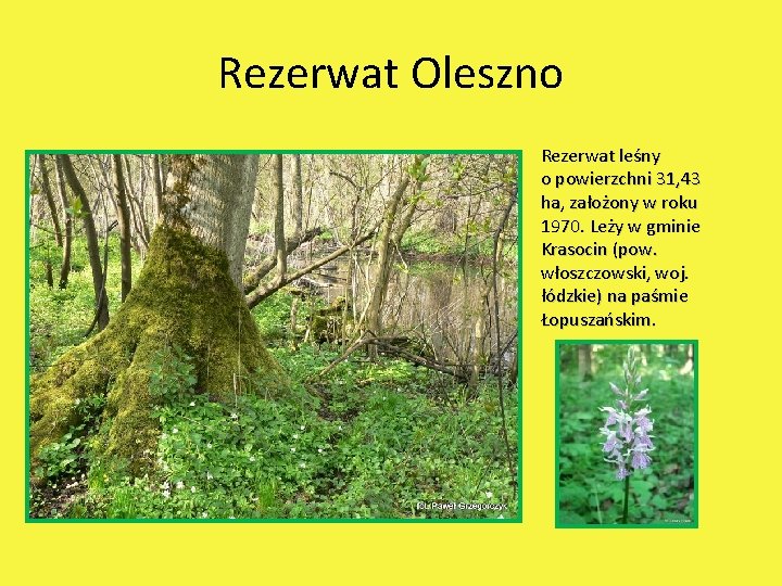Rezerwat Oleszno Rezerwat leśny o powierzchni 31, 43 ha, założony w roku 1970. Leży