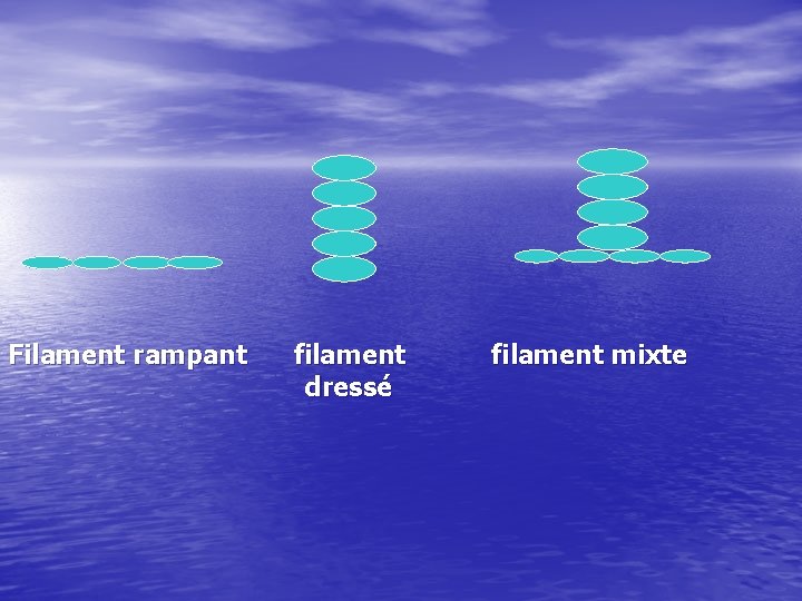 Filament rampant filament dressé filament mixte 