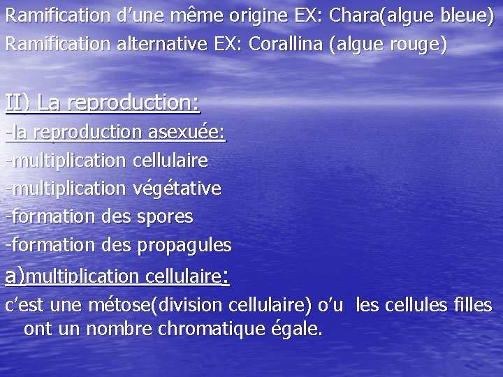 Ramification d’une même origine EX: Chara(algue bleue) Ramification alternative EX: Corallina (algue rouge) II)