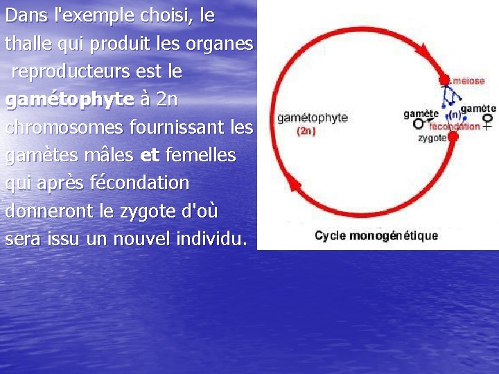 Dans l'exemple choisi, le thalle qui produit les organes reproducteurs est le gamétophyte à