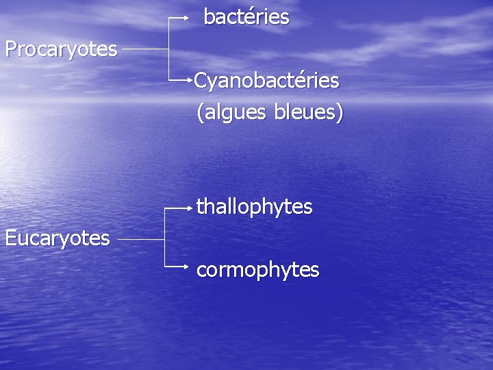 bactéries Procaryotes Cyanobactéries (algues bleues) thallophytes Eucaryotes cormophytes 