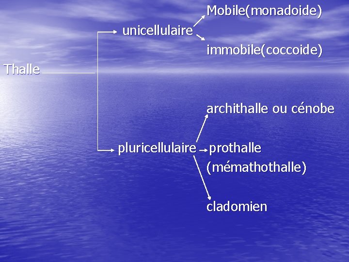  Mobile(monadoide) unicellulaire immobile(coccoide) Thalle archithalle ou cénobe pluricellulaire prothalle (mémathothalle) cladomien 