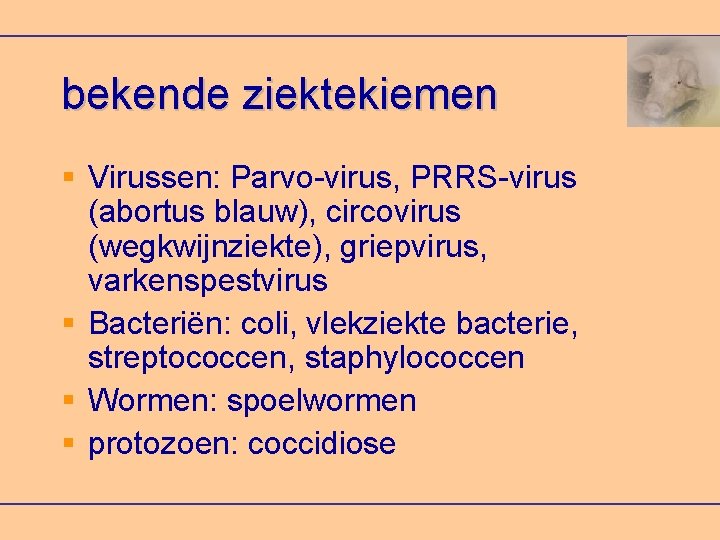 bekende ziektekiemen Virussen: Parvo-virus, PRRS-virus (abortus blauw), circovirus (wegkwijnziekte), griepvirus, varkenspestvirus Bacteriën: coli, vlekziekte